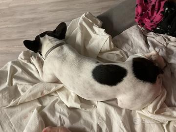 Bulldog femmina