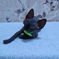 Cuccioli di sphynx trasporto in tutta italia