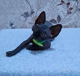 Cuccioli di sphynx trasporto in tutta italia