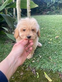 Cuccioli di Maltipoo