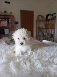 Cuccioli barboncini