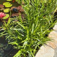 Dulichium arundinaceum - piante acquatiche