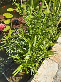 Dulichium arundinaceum - piante acquatiche