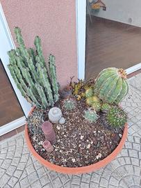 Vaso completo di piante grasse 