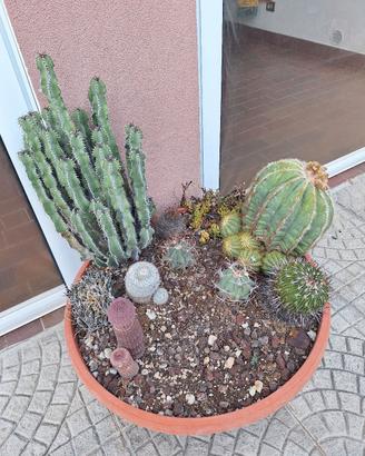 Vaso completo di piante grasse 