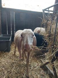 agnello bergamasco