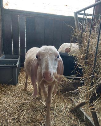 agnello bergamasco