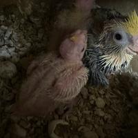 Disponibili calopsite e cocorite