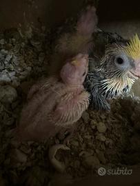 Disponibili calopsite e cocorite