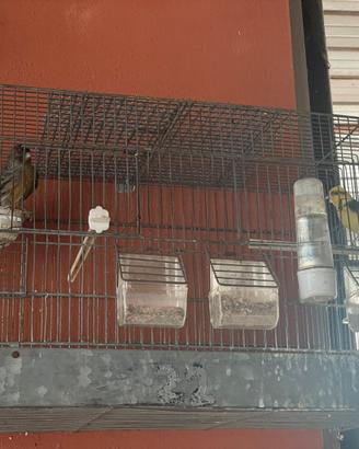 Uccelli