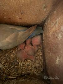 Inseparabili da imbecco