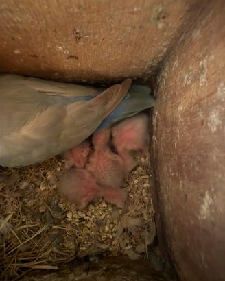 Inseparabili da imbecco