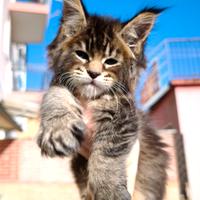 Maine Coon