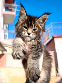 Maine Coon