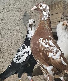 Colombi viaggiatori Tygrys e Meulemans