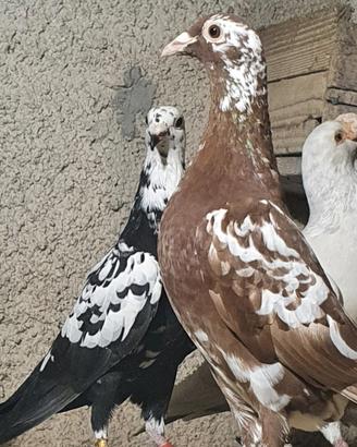 Colombi viaggiatori Tygrys e Meulemans