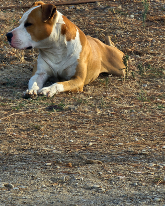 Amstaff per monta