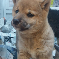 Shiba Inu cucciolata