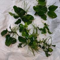 potature piante acquario