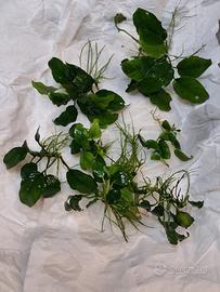 potature piante acquario