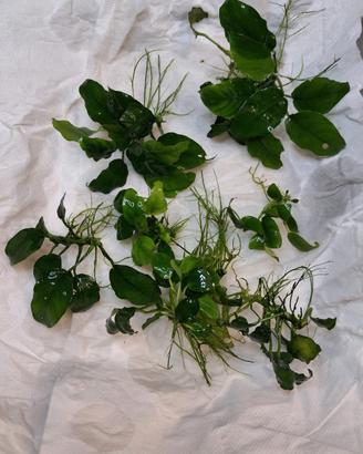 potature piante acquario