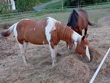 Cavalla fattrice paint horse