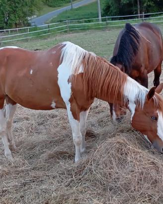 Cavalla fattrice paint horse