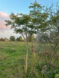 Evodia albero del miele