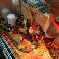Amrok australorp araucana