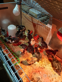 Amrok australorp araucana