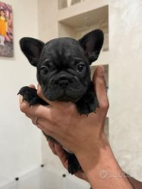 Bulldog