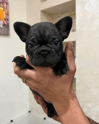 Bulldog