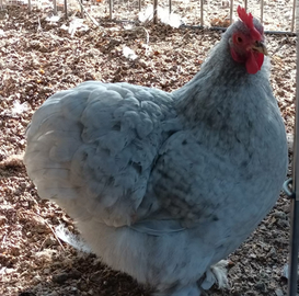 Galletti legbar e cocincina nana