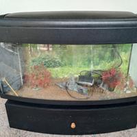 acquario per pesci tropicale 