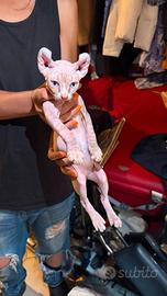 Sphynx elf tigrato