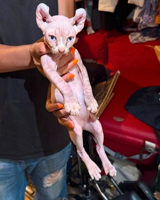 Sphynx elf tigrato
