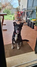 Cucciolo meticcio femmina