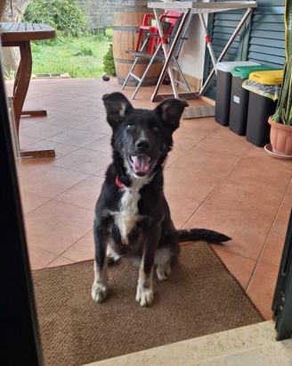 Cucciolo meticcio femmina