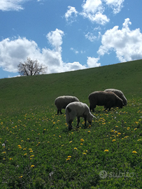 Montone razza ile de france