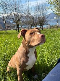 Cucciolo Pit bull terrier