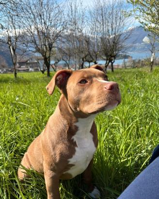 Cucciolo Pit bull terrier