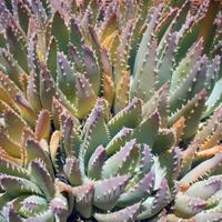 Aloe vera, salici intrecciati, rosmarino, ricino,