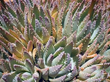 Aloe vera, salici intrecciati, rosmarino, ricino,