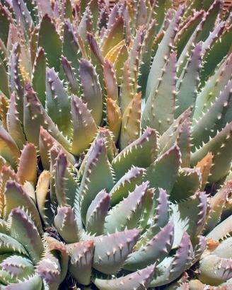 Aloe vera, salici intrecciati, rosmarino, ricino,