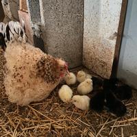 Gallina chioccia con 10 pulcini