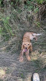 Cocker spaniel