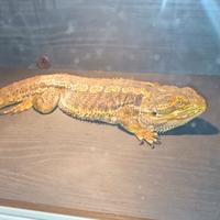 Drago barbuto piu terrario/teca