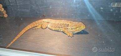 Drago barbuto piu terrario/teca
