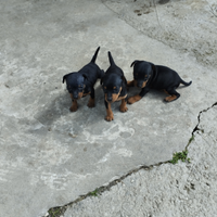 Pinscher