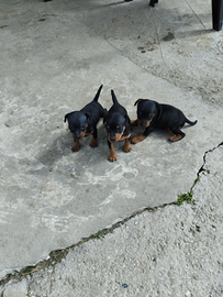 Pinscher